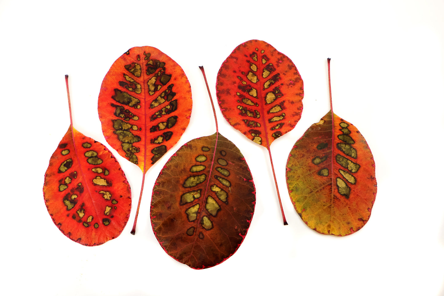 FADE - Spotted Leaves card
