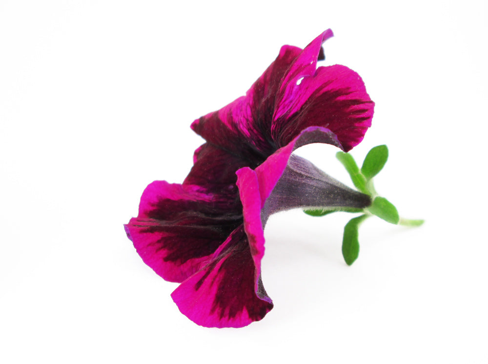 BLOOM - Striped Petunia card