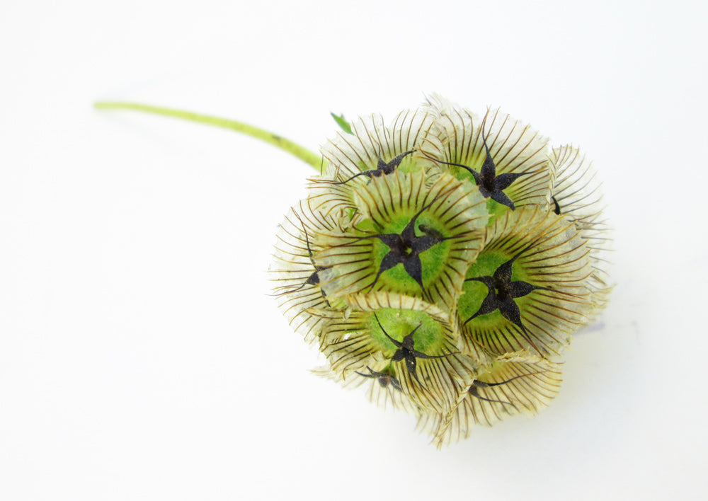 BLOOM - Spiny card pack