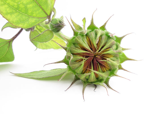 BUD - Sunflower Day card