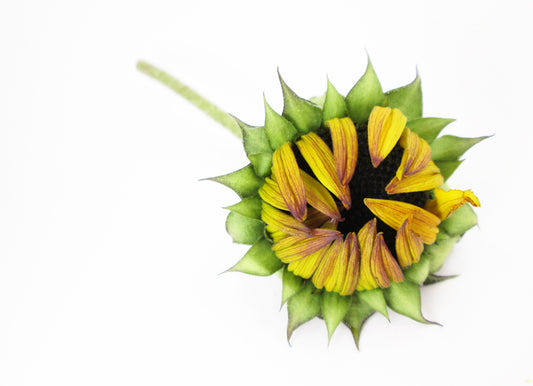 BUD - Sunflower Fingers card