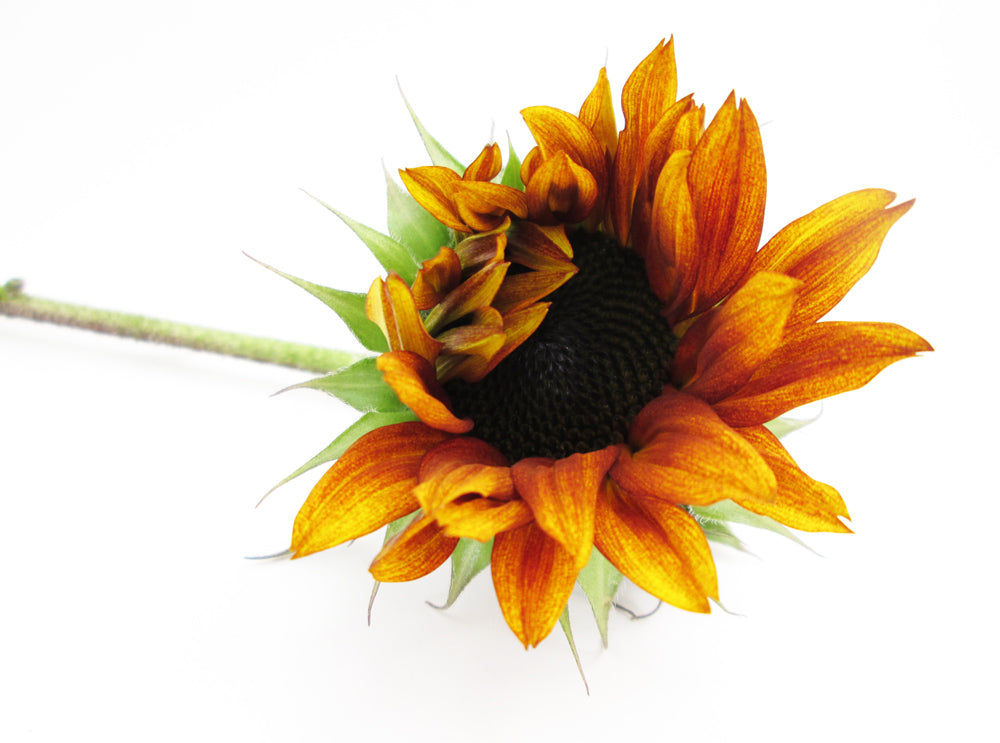 BLOOM - Sunflower Peek card