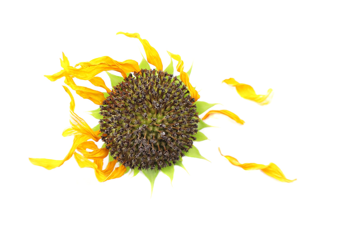 FADE - Sunflower 26 card
