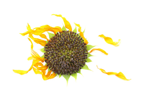 FADE - Sunflower 26 card