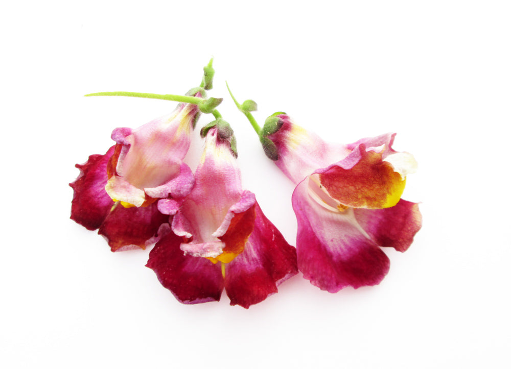 BLOOM - Sweet Peas card