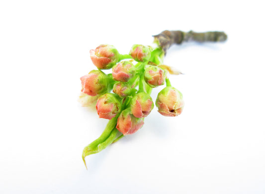 BUD - Tiny Bouquet card