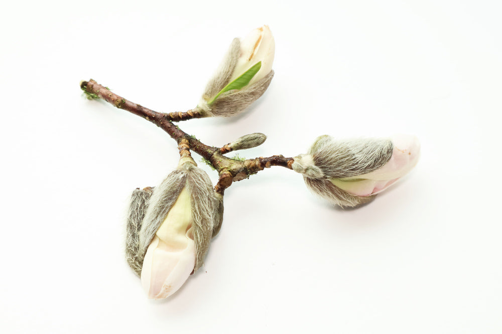 BUD - Three Magnolias card