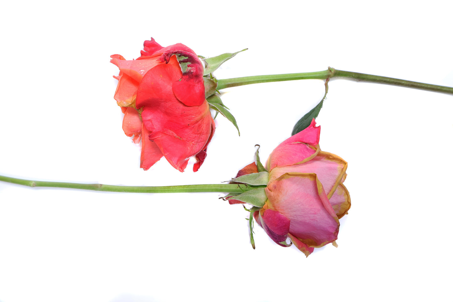 BLOOM - Two Roses card