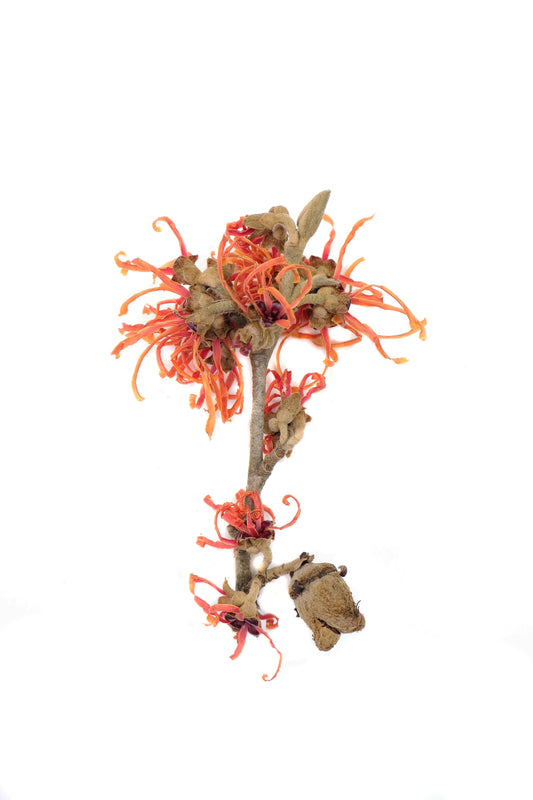 FADE - Witch Hazel