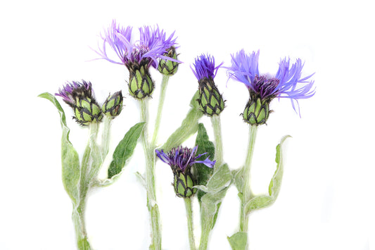 BLOOM - Periwinkle