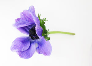 BLOOM - Purple Anemone card