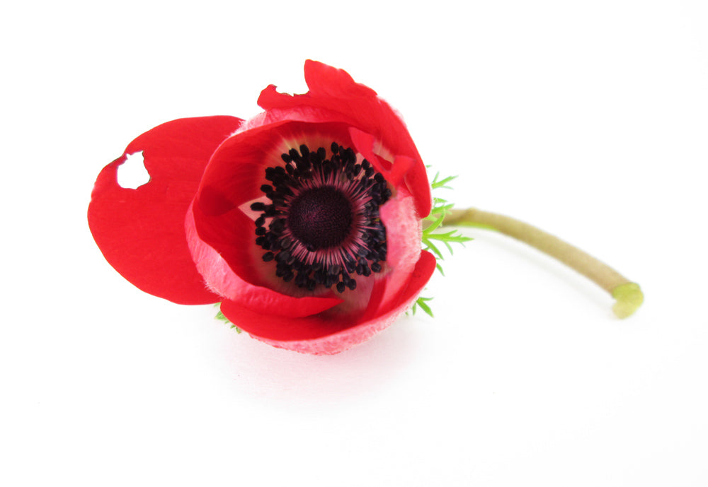 DARK BLOOM, FADE - Red Anemone card