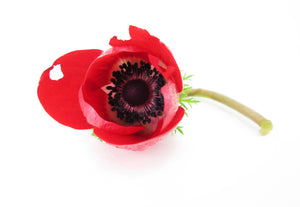 DARK BLOOM, FADE - Red Anemone card