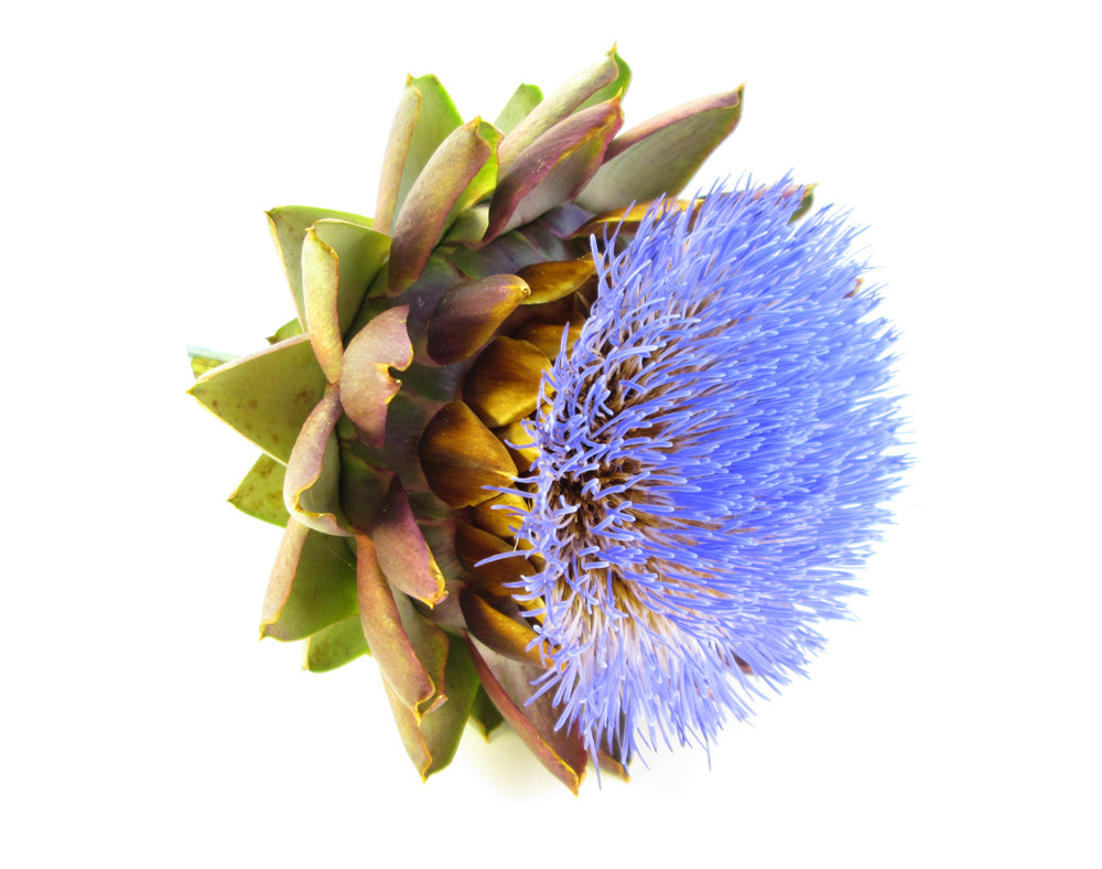 BLOOM - Artichoke Bloom card