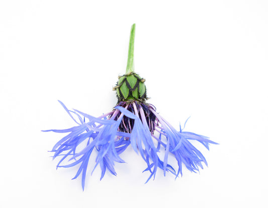 BLOOM - Bachelor Button card