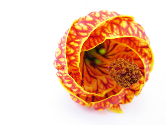 BLOOM - Maple Flower print
