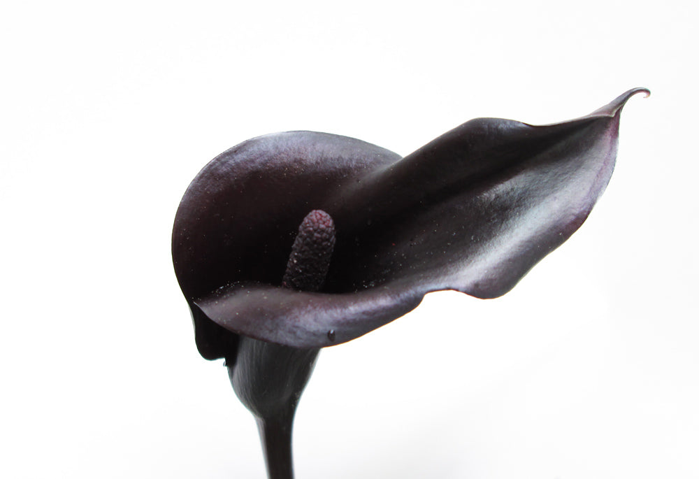 DARK BLOOM - Black Calla Horizontal card
