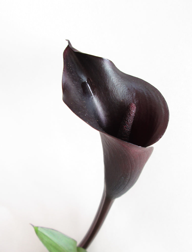 DARK BLOOM - Black Calla Lily Vertical print