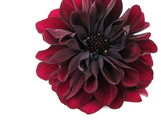 DARK BLOOM - Black Dahlia print