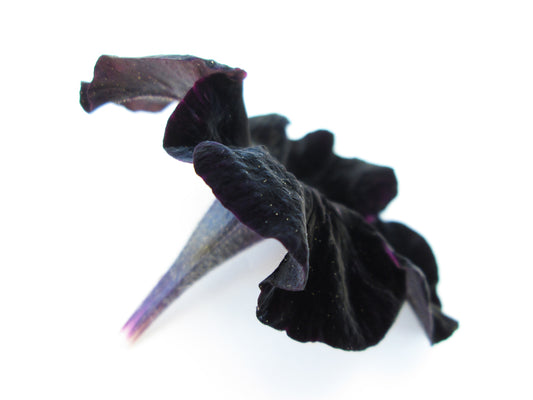 DARK BLOOM - Black Petunia card