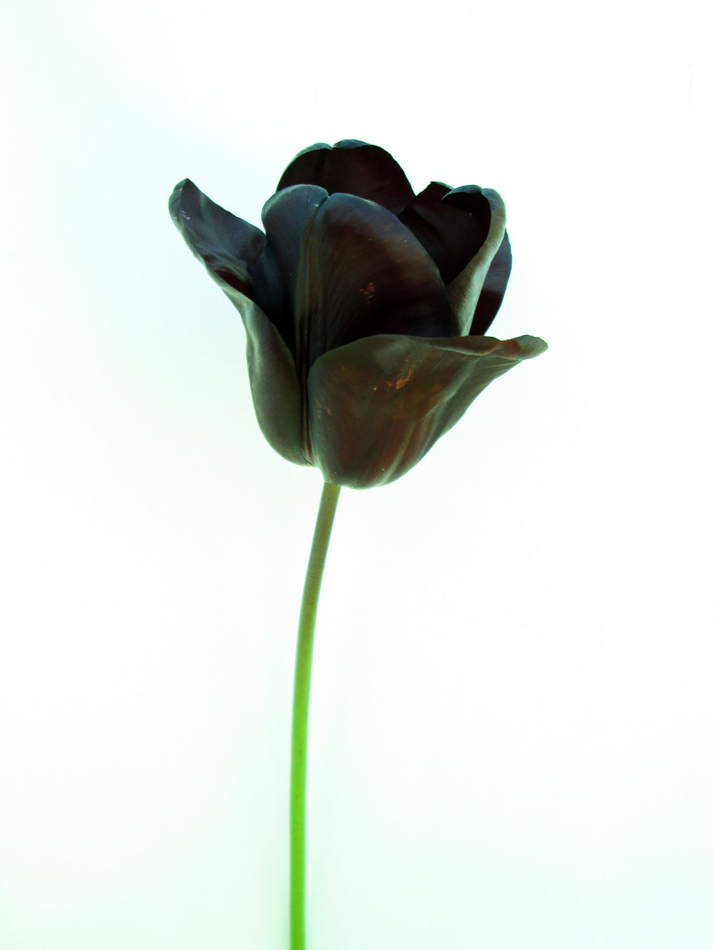 DARK BLOOM - Black Tulip card