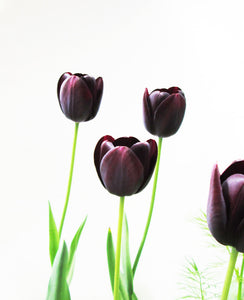 DARK BLOOM - Black Tulip Clump card