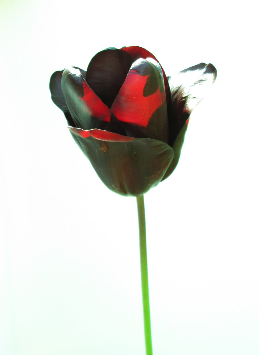 DARK BLOOM - Black & Red Tulip print