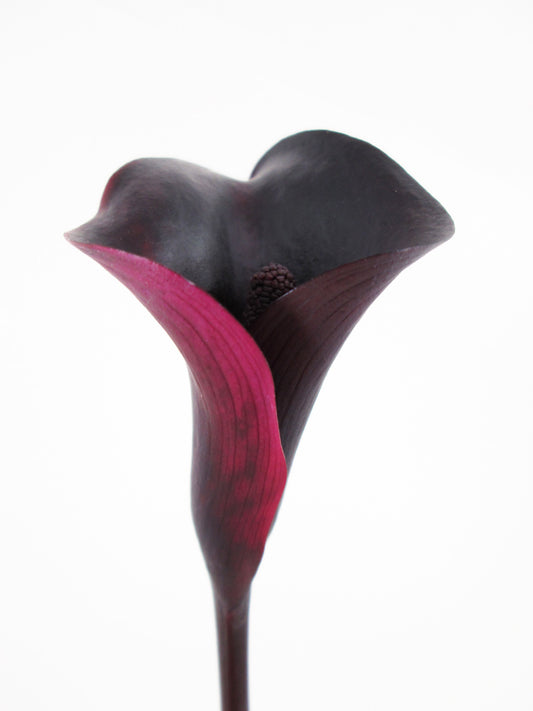 DARK BLOOM - Black & Maroon Calla Lily print
