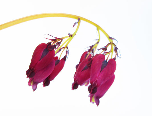 BLOOM, HOLIDAY - Bleeding Hearts card