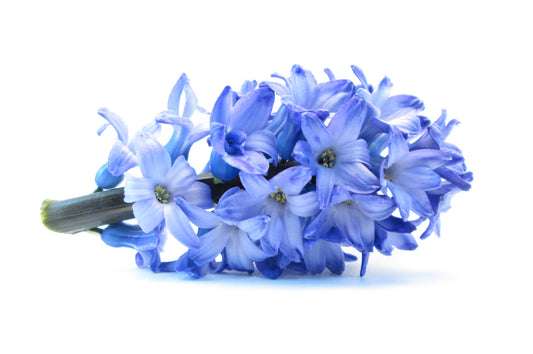 BLOOM - Hyacinth print