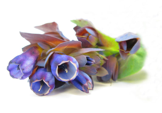 BLOOM - Blue Trumpets card
