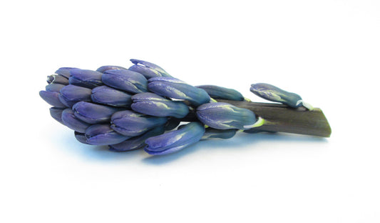 BLOOM - Blue Pod card