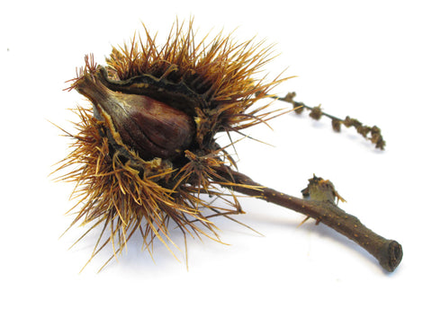 FADE - Chinese Chestnut card