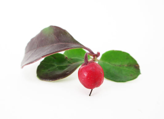 HOLIDAY - Christmas Berry card