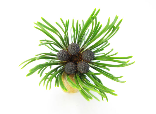 HOLIDAY, BLOOM - Conifer Clump card
