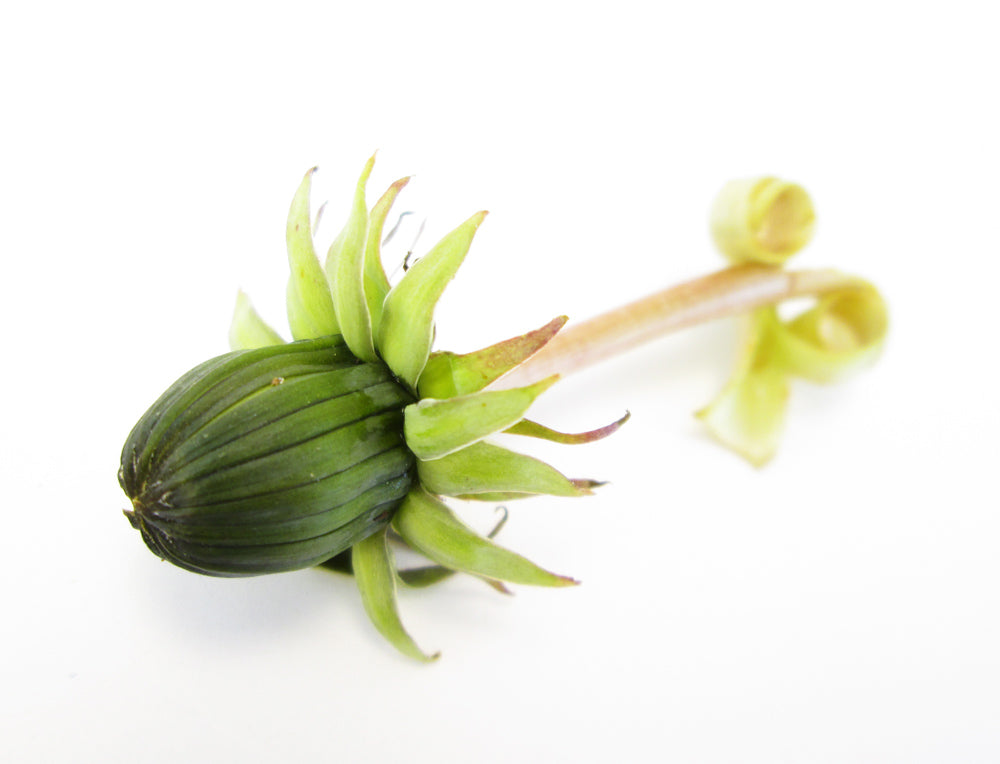 BUD - Dandelion card