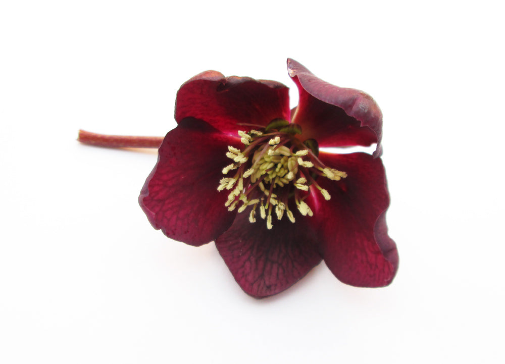 DARK BLOOM - Dark Hellebore 2 card