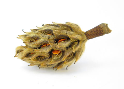 FADE - Desiccated Magnolia card