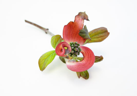 FADE, DARK BLOOM - Twisted Dogwood print