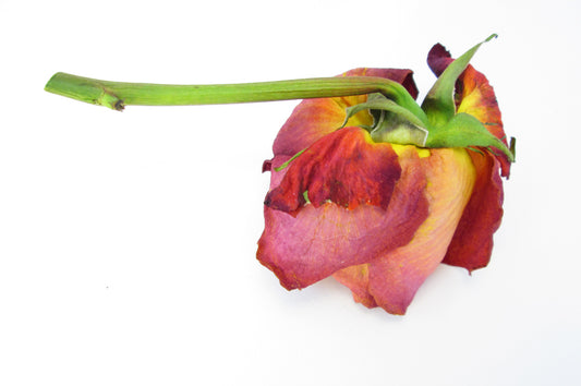 DARK BLOOM, FADE - Red & Yellow Rose card