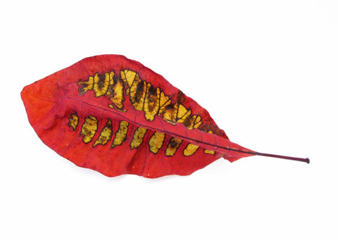 FADE - Faye's Leaf card