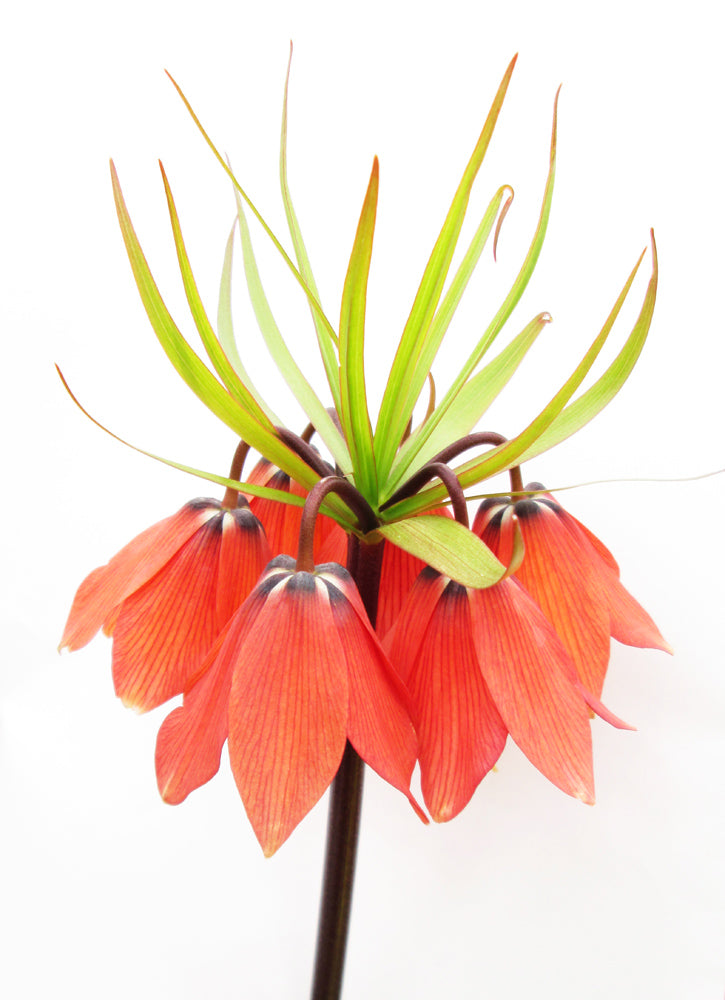 BLOOM, DARK BLOOM - Orange Fritillaria print