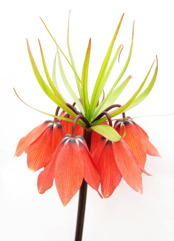 BLOOM, DARK BLOOM - Orange Fritillaria card