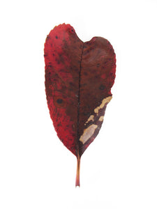 FADE, HOLIDAY - Heart Leaf print