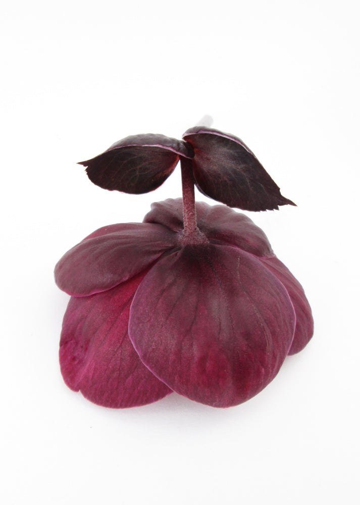 DARK BLOOM - Dark Hellebore card