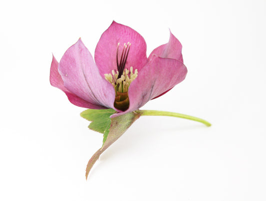 BLOOM - Hellebore Posing as Lotus card