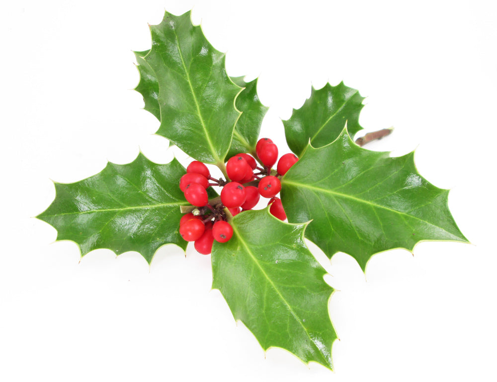 HOLIDAY - Holly card