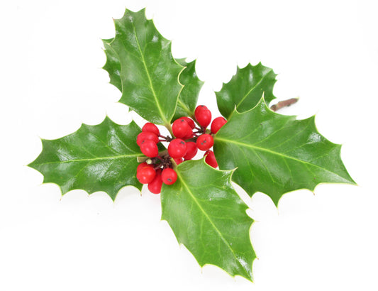 HOLIDAY - Holly card