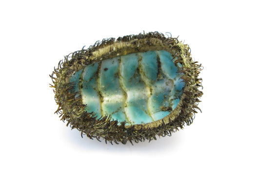 FADE - Chiton print
