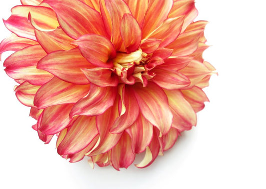 BLOOM - Orange Dahlia card